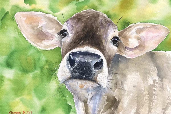 Cow In Nature