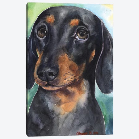 Dachshund Puppy Canvas Print #GDY47} by George Dyachenko Canvas Art