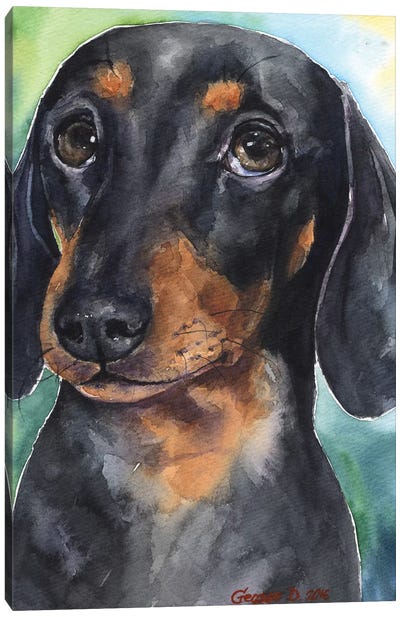 Dachshund Puppy Canvas Art Print - Dachshunds