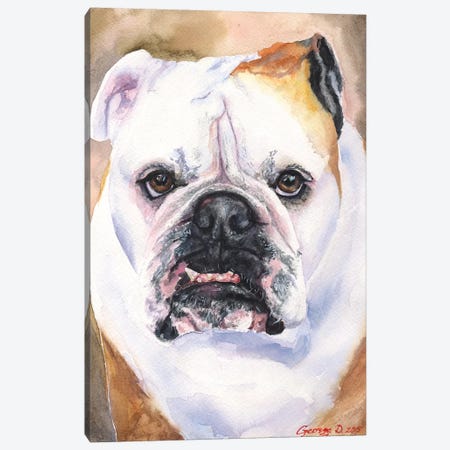 English Bulldog I Canvas Print #GDY61} by George Dyachenko Canvas Print