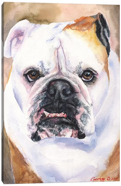 English Bulldog I Canvas Art Print - Bulldog Art