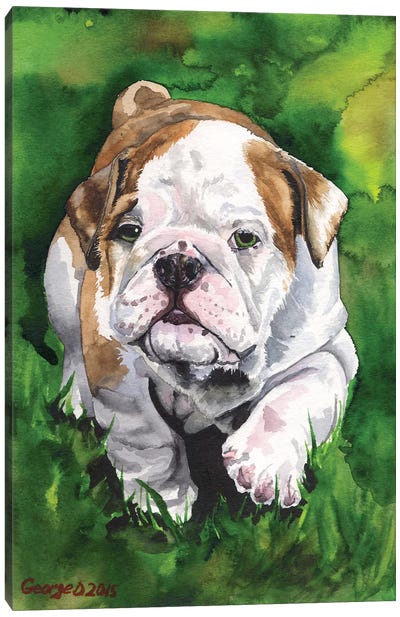 English Bulldog Puppy Canvas Art Print - Baby Animal Art