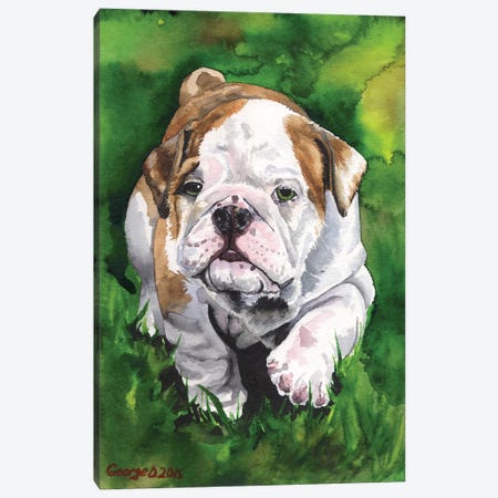 English Bulldog Puppy Canvas Print #GDY65} by George Dyachenko Canvas Art