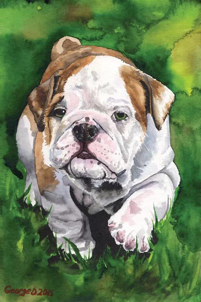 Baby Animals: English Bulldog Puppy by George Dyachenko