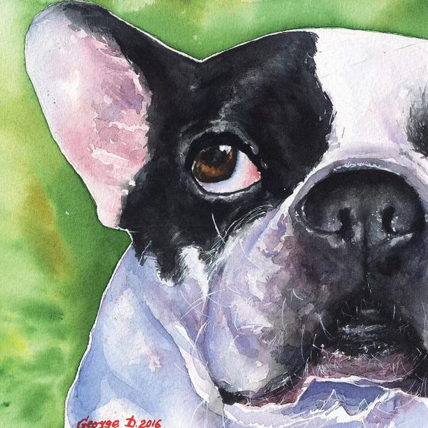 French Bulldogs: French Bulldog by George Dyachenko