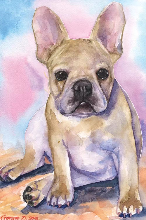 French Bulldog Puppy I