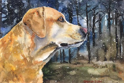 Golden Labrador II by George Dyachenko canvas print