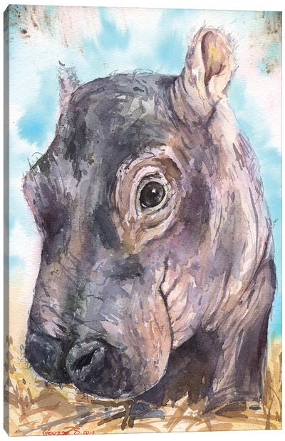 Hippo Baby II Canvas Art Print - Hippopotamus Art