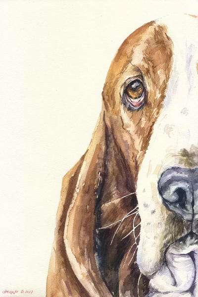 Basset Hounds: Basset On White by George Dyachenko