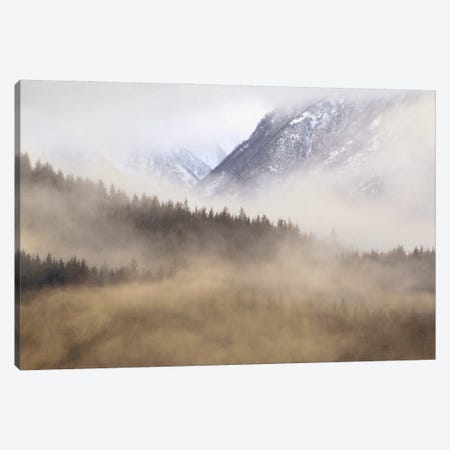 Fog In Old Growth Forest, Chilkat River Wilderness, Alaska Canvas Print #GEE12} by Gerry Ellis Art Print