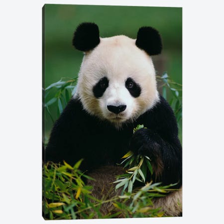 Giant Panda Eating Bamboo, China Canvas Print #GEE13} by Gerry Ellis Canvas Art Print