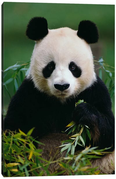 Giant Panda Eating Bamboo, China Canvas Art Print - Bear Art