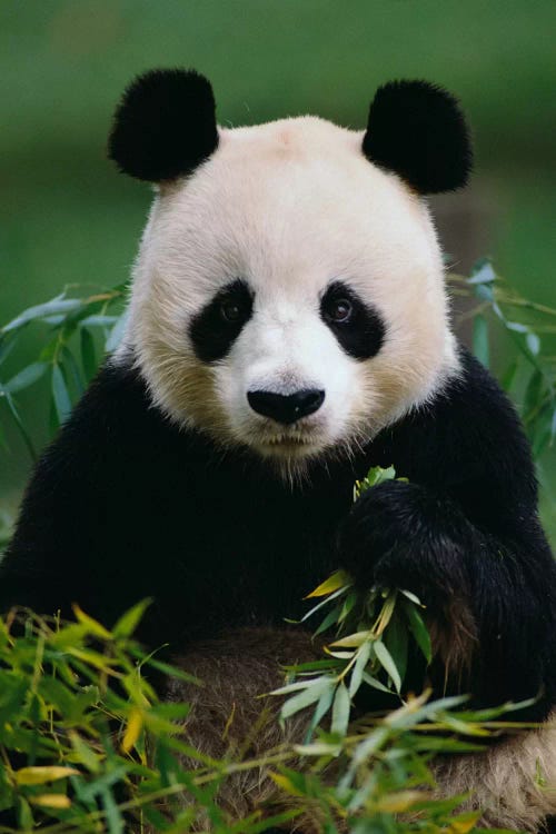 Giant Panda Eating Bamboo, China