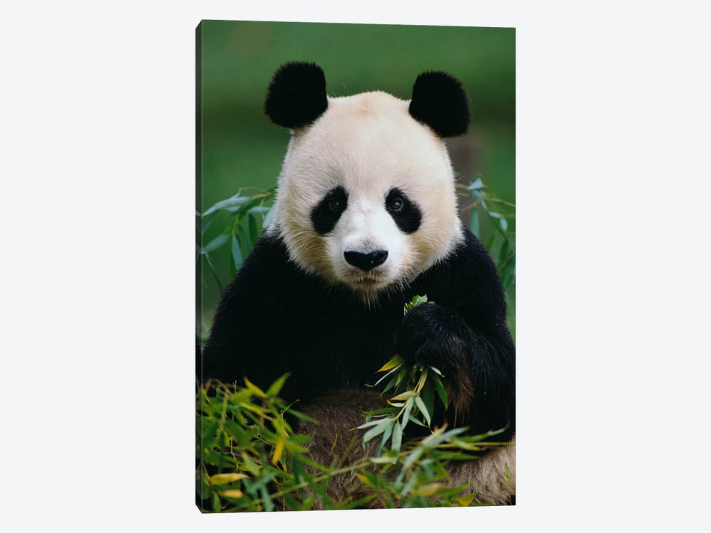 Giant Panda Eating Bamboo, China by Gerry Ellis 1-piece Canvas Art Print