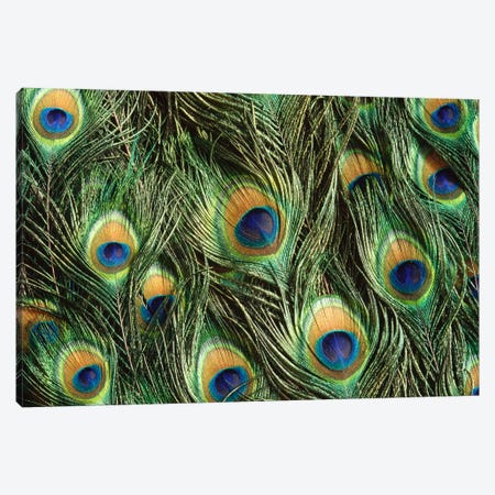 Indian Peafowl Display Feathers, Native To India And Southeast Asia Canvas Print #GEE14} by Gerry Ellis Canvas Wall Art