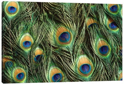 Indian Peafowl Display Feathers, Native To India And Southeast Asia Canvas Art Print