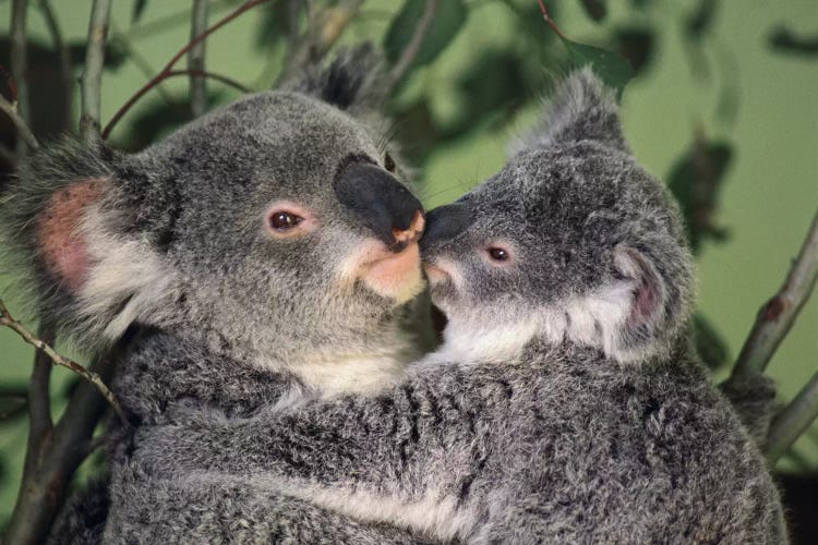 Koala Mother With Joey, Australia