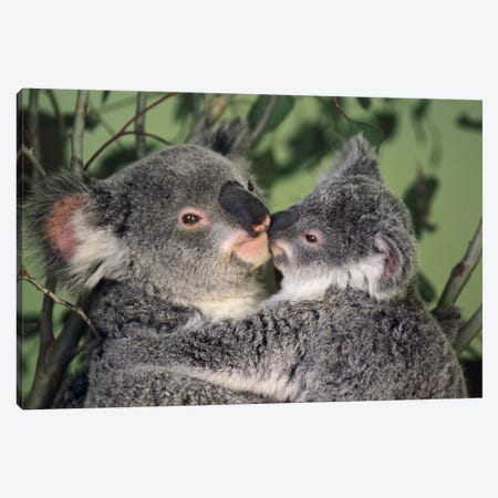 Koala Mother With Joey, Australia Canvas Print #GEE17} by Gerry Ellis Canvas Wall Art