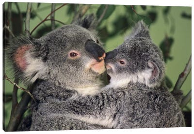 Koala Mother With Joey, Australia Canvas Art Print - Gerry Ellis