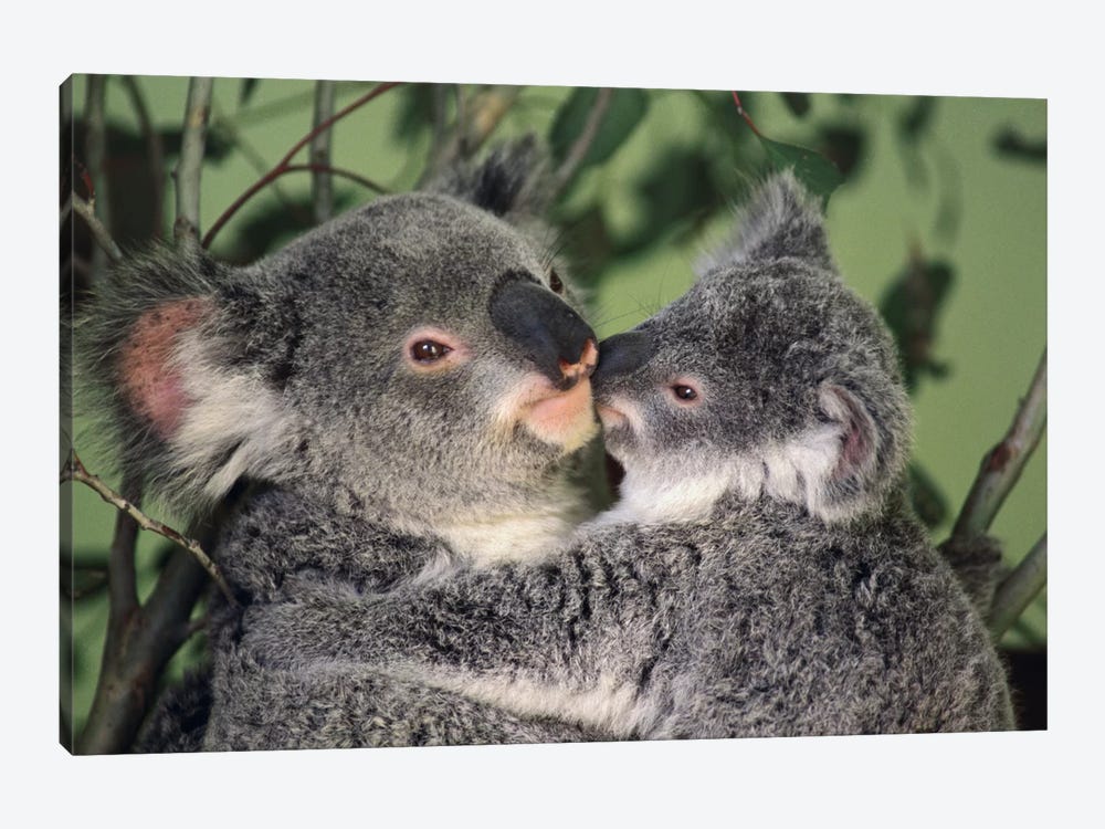 Koala Mother With Joey, Australia by Gerry Ellis 1-piece Canvas Print