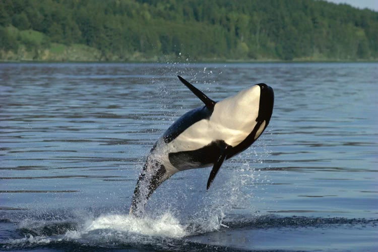 Orca Breaching, Inside Passage, Alaska