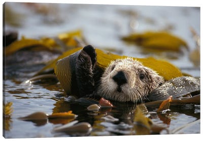 Sea Otter Floating In Kelp Bed, Northern Pacific Ocean Canvas Art Print - Gerry Ellis