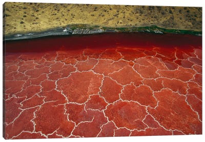 Soda And Algae Formations Near Shore Of Lake Natron, Great Rift Valley, Tanzania Canvas Art Print - Gerry Ellis