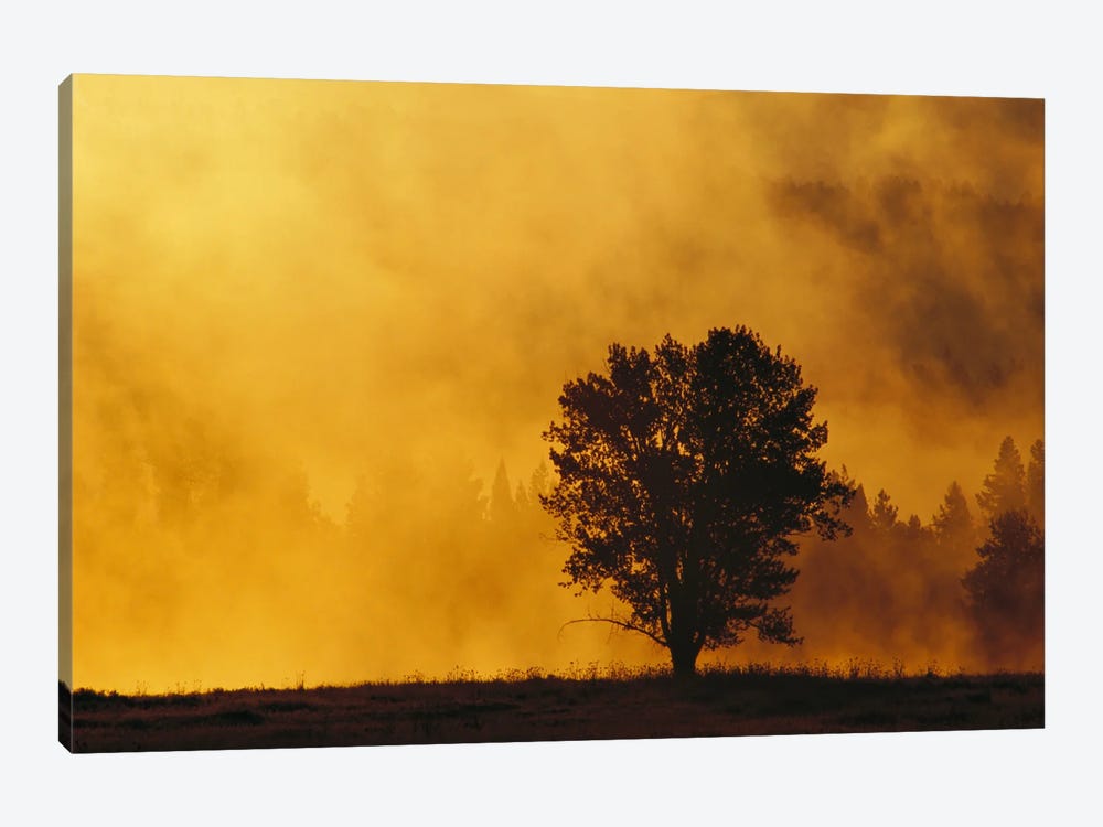Sunrise Through Thermal Fog And Lone Tree, Snake River, Grand Teton National Park, Wyoming by Gerry Ellis 1-piece Canvas Wall Art