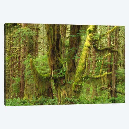 Temperate Rainforest Interior, Queets River Valley, Olympic National Park, Washington Canvas Print #GEE26} by Gerry Ellis Canvas Art Print