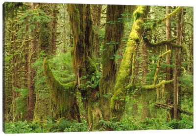 Temperate Rainforest Interior, Queets River Valley, Olympic National Park, Washington Canvas Art Print - Gerry Ellis