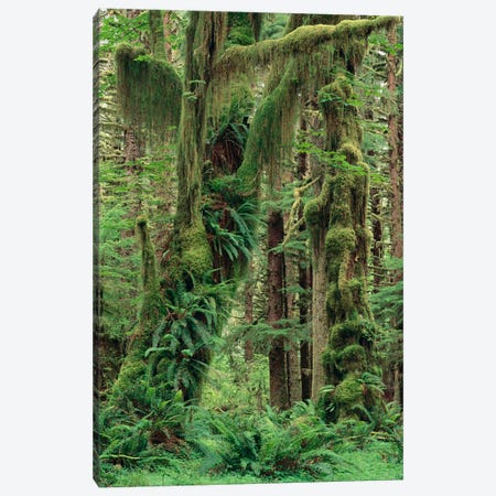 Temperate Rainforest With Moss Covered Trees And Ferns, Queets River Valley, Olympic National Park, Washington Canvas Print #GEE27} by Gerry Ellis Canvas Art Print