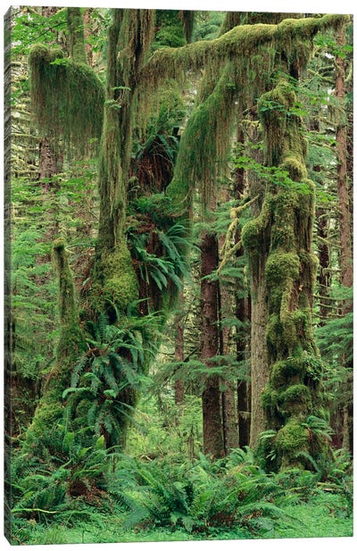 Temperate Rainforest With Moss Covered Trees And Ferns, Queets River Valley, Olympic National Park, Washington Canvas Art Print - Olympic National Park Art