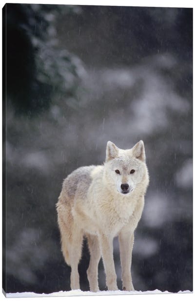 Timber Wolf Female In Falling Snow, North America Canvas Art Print - Gerry Ellis