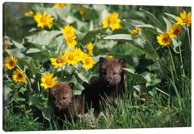 Timber Wolf Pups Among Flowers, Temperate North America Canvas Art Print - Gerry Ellis