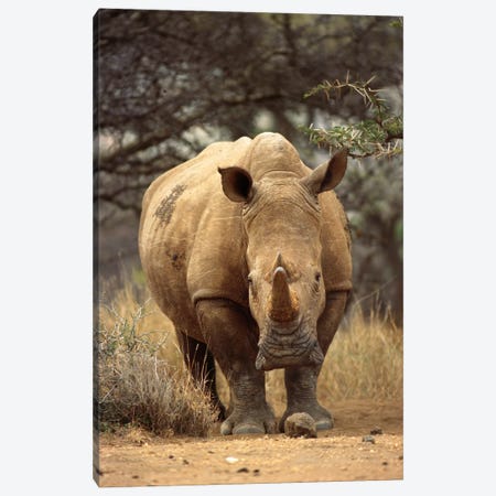 White Rhinoceros Female, Lewa Wildlife Conservancy, Kenya Canvas Print #GEE33} by Gerry Ellis Canvas Print