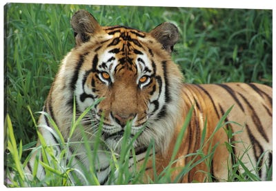 Bengal Tiger, Hilo Zoo, Hawaii Canvas Art Print - Tiger Art