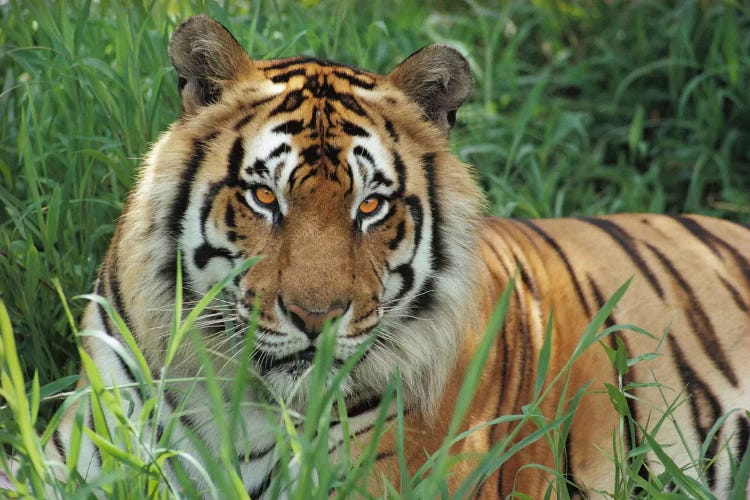 Bengal Tiger, Hilo Zoo, Hawaii