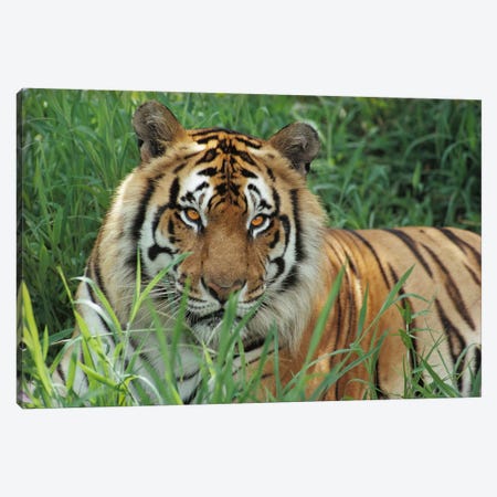 Bengal Tiger, Hilo Zoo, Hawaii Canvas Print #GEE5} by Gerry Ellis Canvas Art Print
