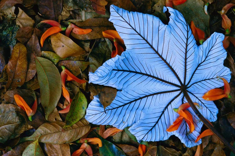 Cecropia Leaf Atop Lobster Claw Petals On Tropical Rainforest Floor, Mexico