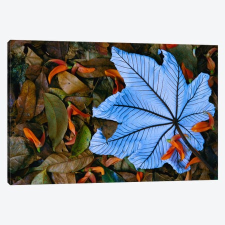 Cecropia Leaf Atop Lobster Claw Petals On Tropical Rainforest Floor, Mexico Canvas Print #GEE6} by Gerry Ellis Art Print