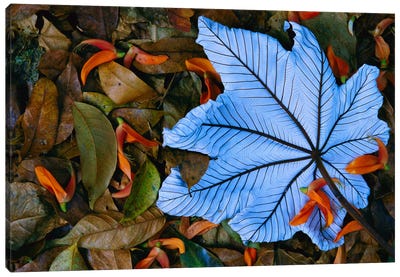 Cecropia Leaf Atop Lobster Claw Petals On Tropical Rainforest Floor, Mexico Canvas Art Print - Gerry Ellis