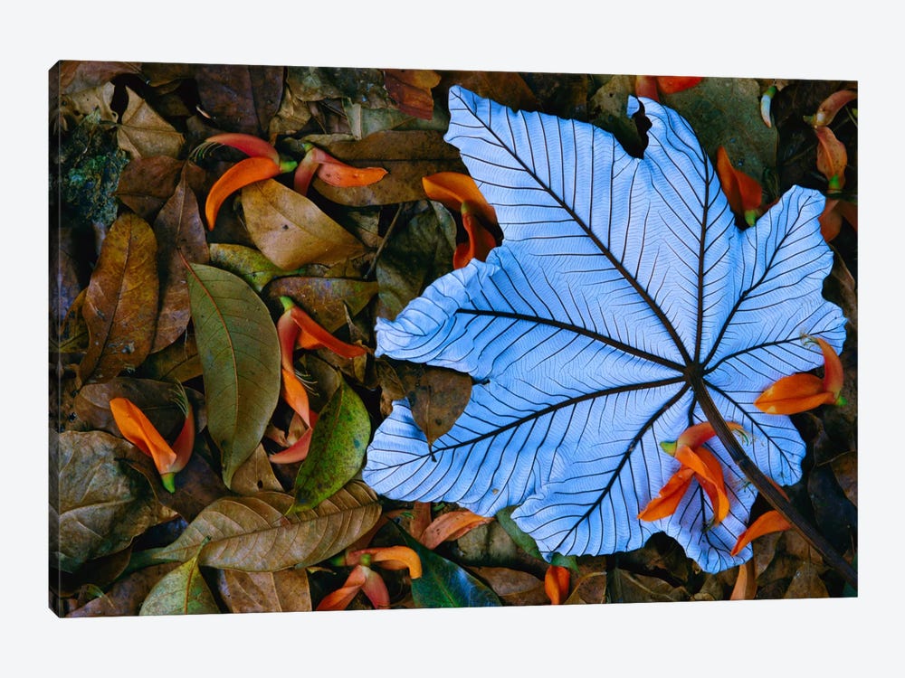 Cecropia Leaf Atop Lobster Claw Petals On Tropical Rainforest Floor, Mexico by Gerry Ellis 1-piece Canvas Art
