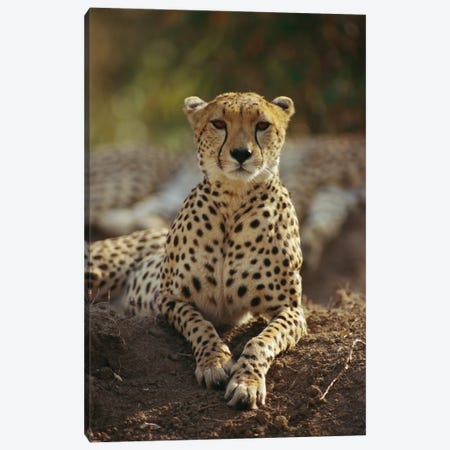 Cheetah, Masai Mara, Kenya Canvas Print #GEE7} by Gerry Ellis Art Print