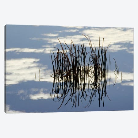 Common Cattail Blades Reflected In Pond In Winter, Malheur National Wildlife Refuge, Oregon Canvas Print #GEE8} by Gerry Ellis Canvas Artwork