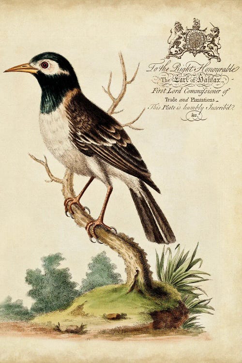 Regal Birds II