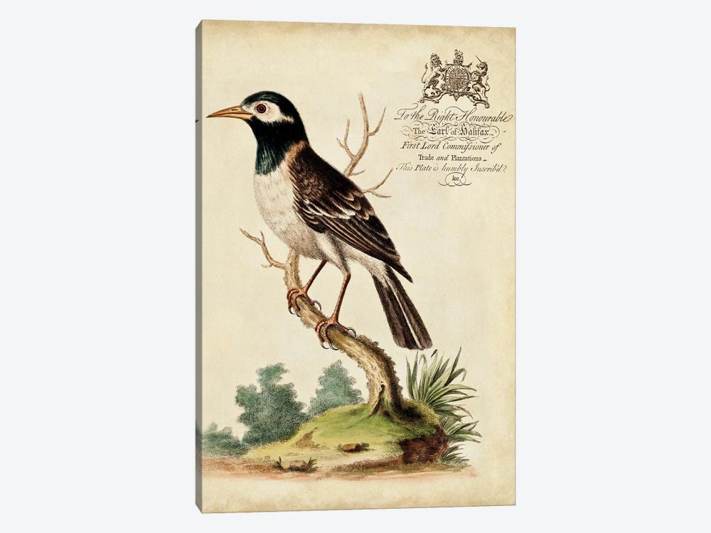 Regal Birds II by George Edwards 1-piece Art Print