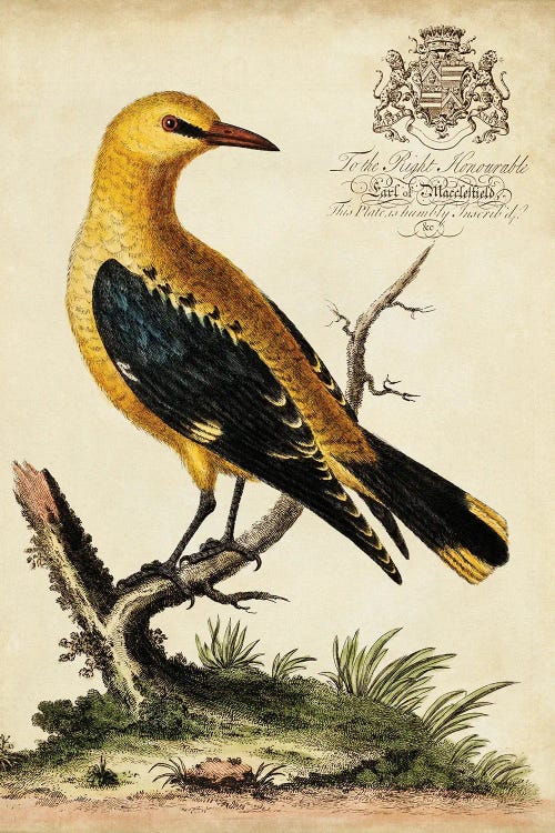 Regal Birds III
