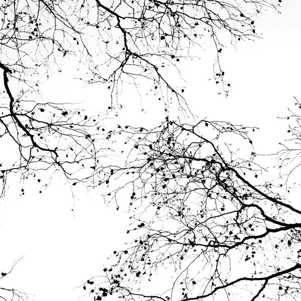 Tree Close-Ups: Black Branches II Square by Monika Strigel