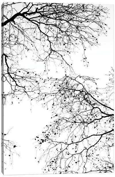 Black Branches II Canvas Art Print - Tree Close-Up Art
