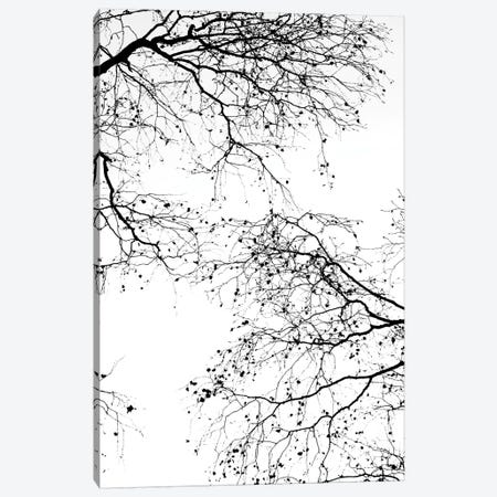 Black Branches II Canvas Print #GEL105} by Monika Strigel Canvas Print